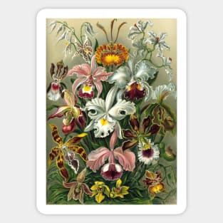 Orchids by Ernst Haeckel Sticker